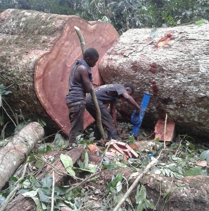 xr cop: The Congo Basin - fighting for the survival of the world’s second largest rainforest and its indigenous people