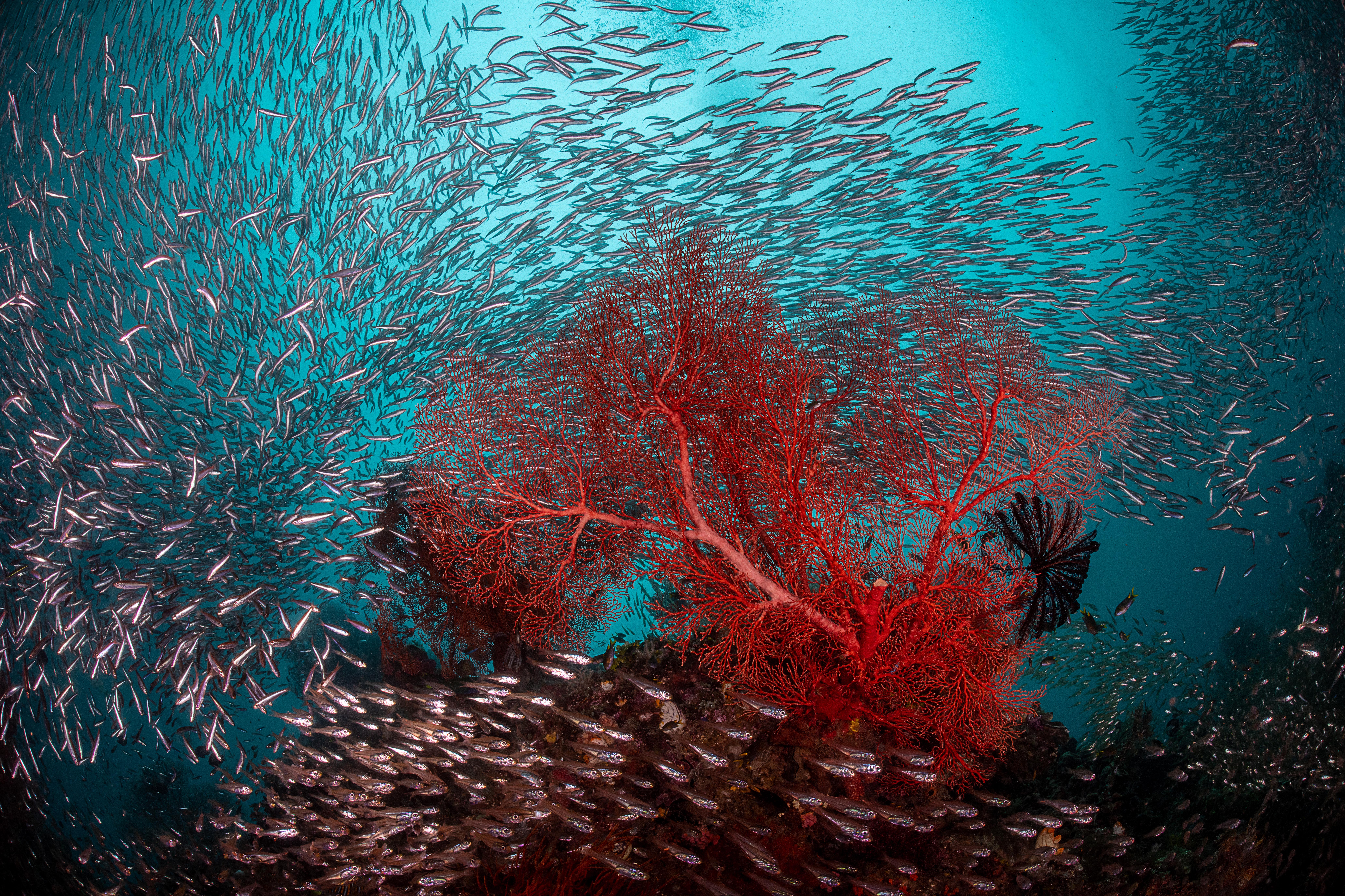 Oceans: Our Unsung Heroes