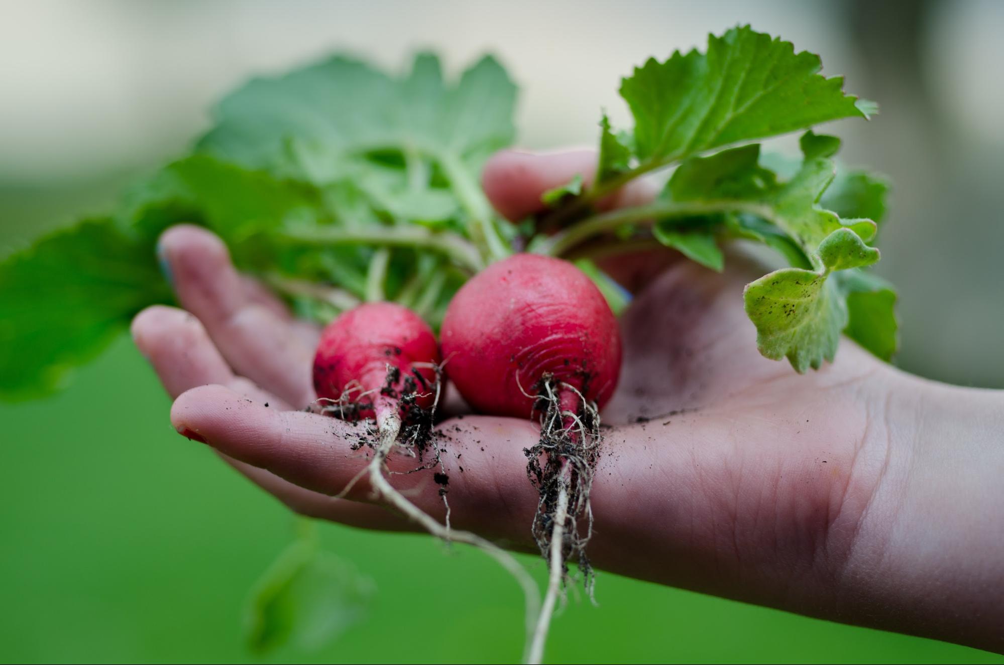 What is regenerative agriculture and can it feed the world?